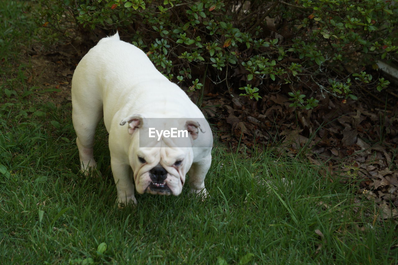 Close-up of dog on grass