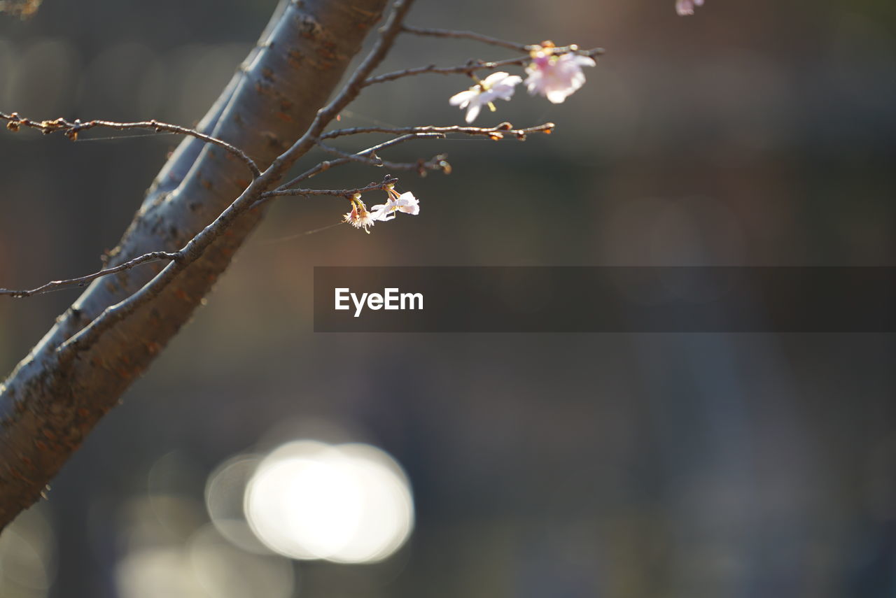 CLOSE-UP OF PLANT GROWING ON TREE