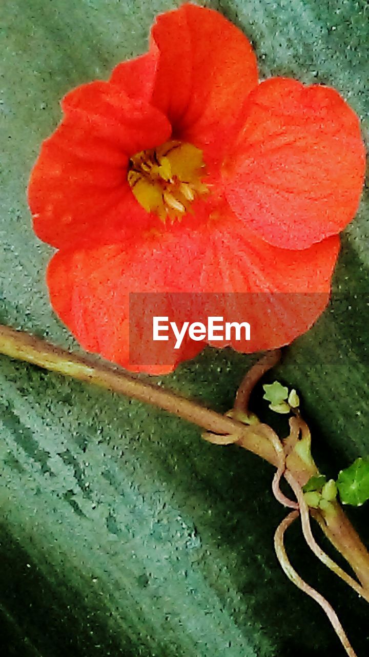 CLOSE-UP OF RED ROSE