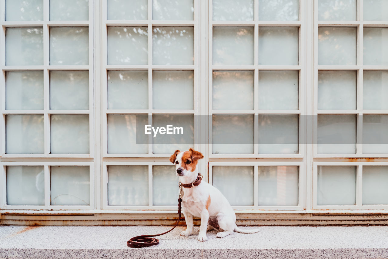 Dog looking away while sitting against wall