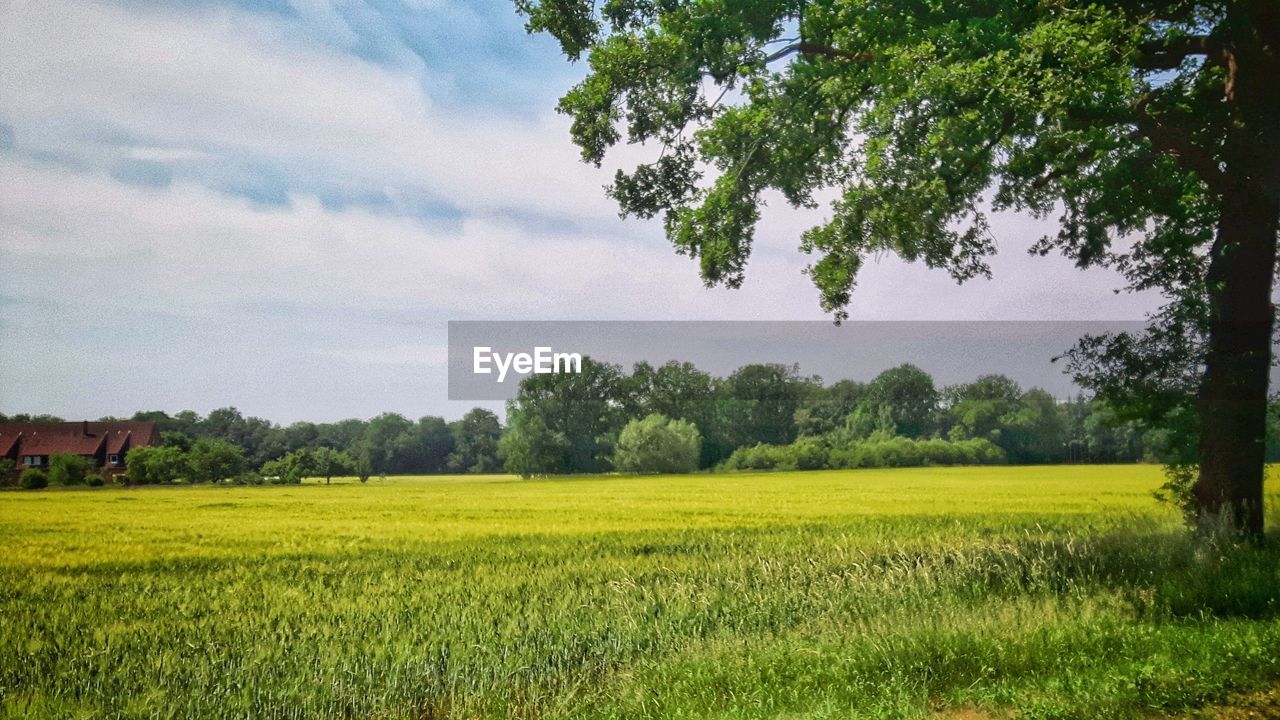 SCENIC VIEW OF AGRICULTURAL FIELD