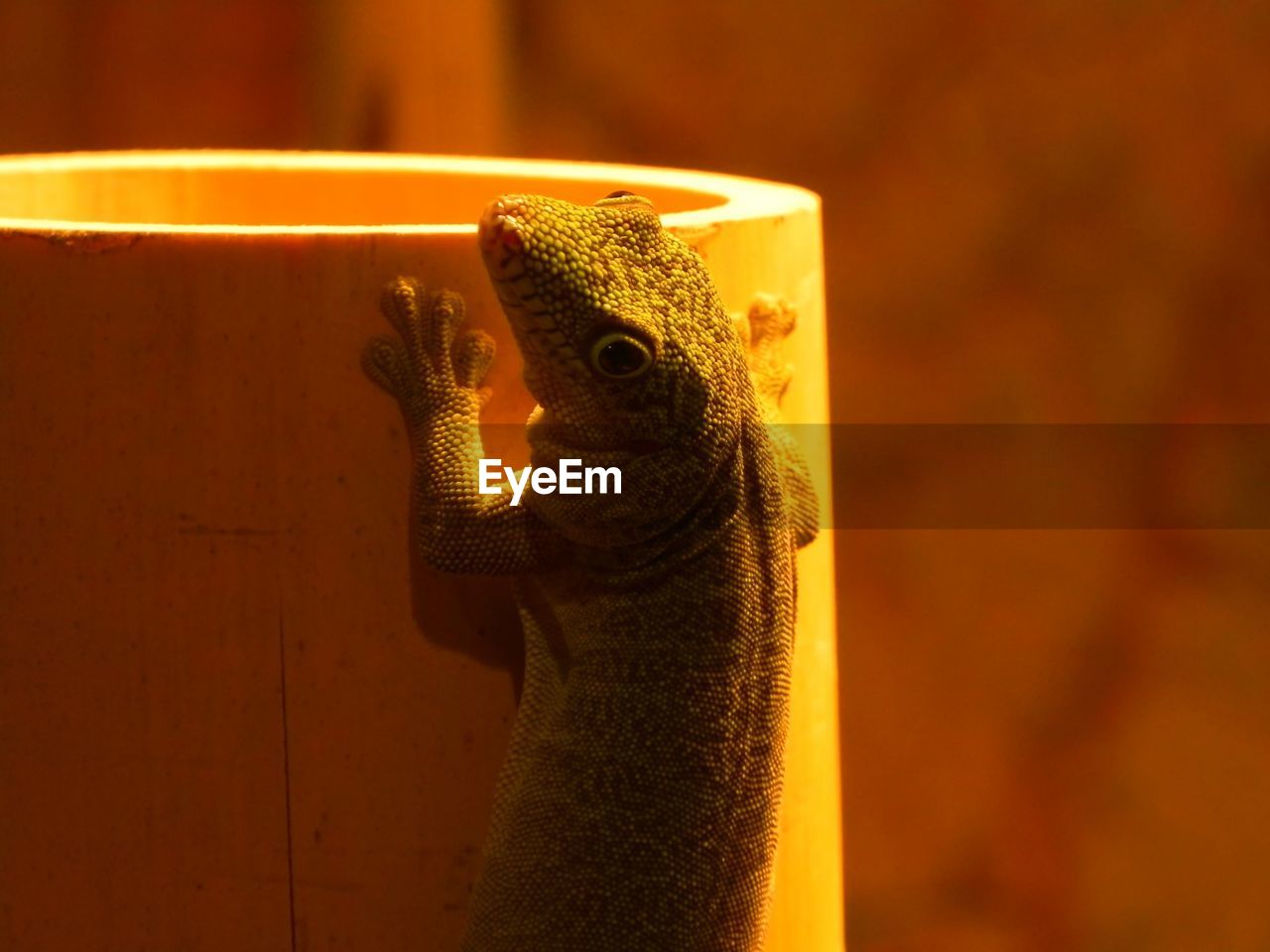 Close-up of lizard on bamboo