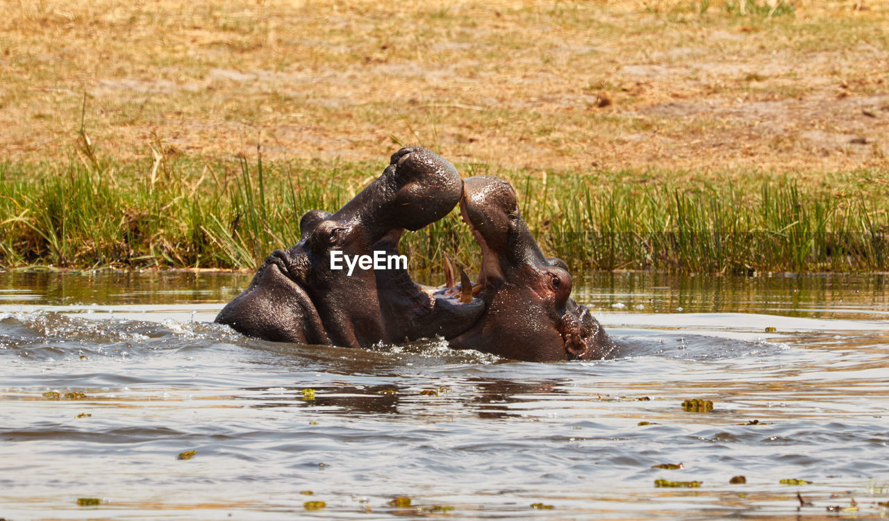 Hippopotamus fighting in pond