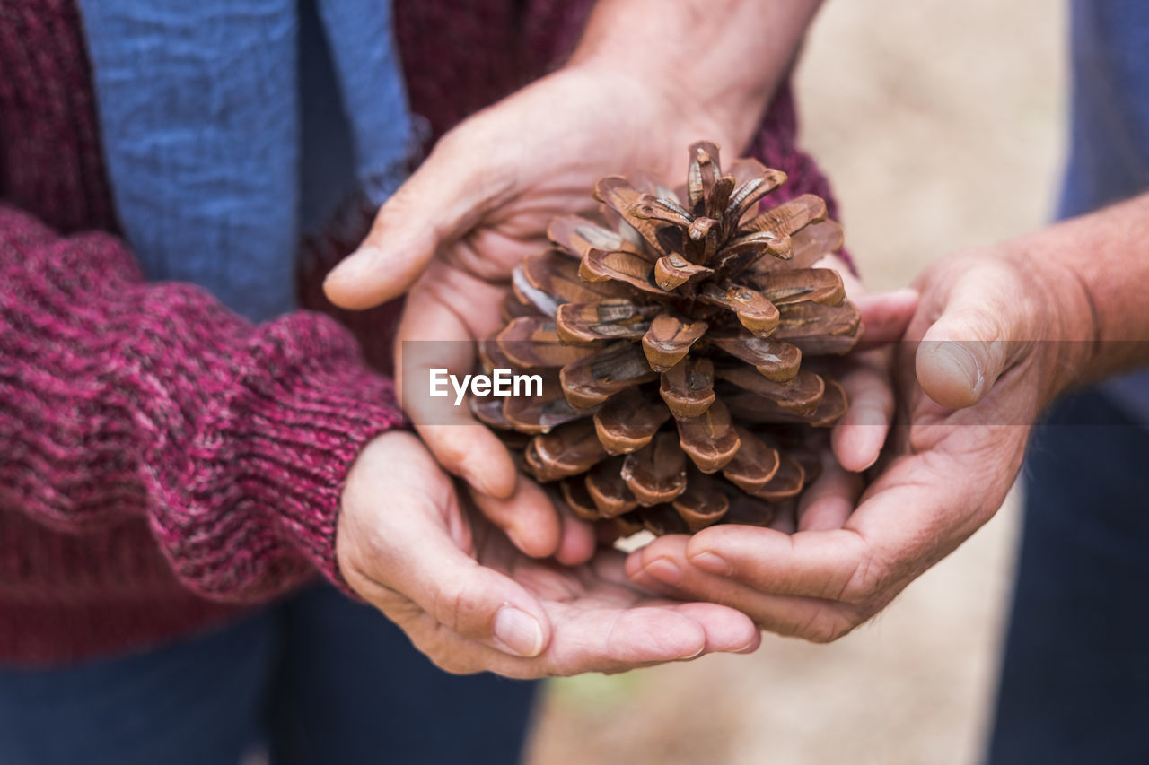 Midsection of people holding pine cone