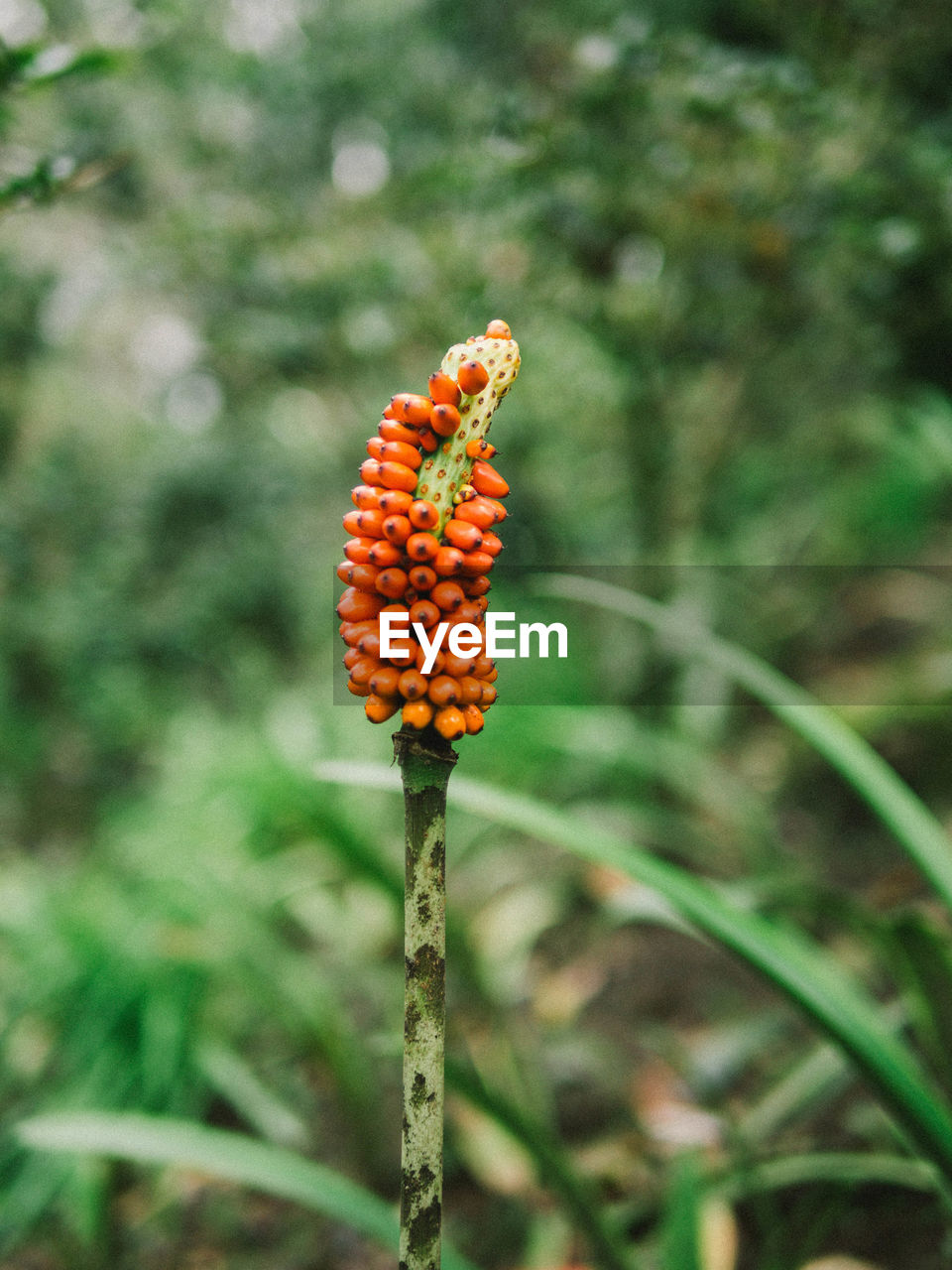 Close-up of orange fruits on plant