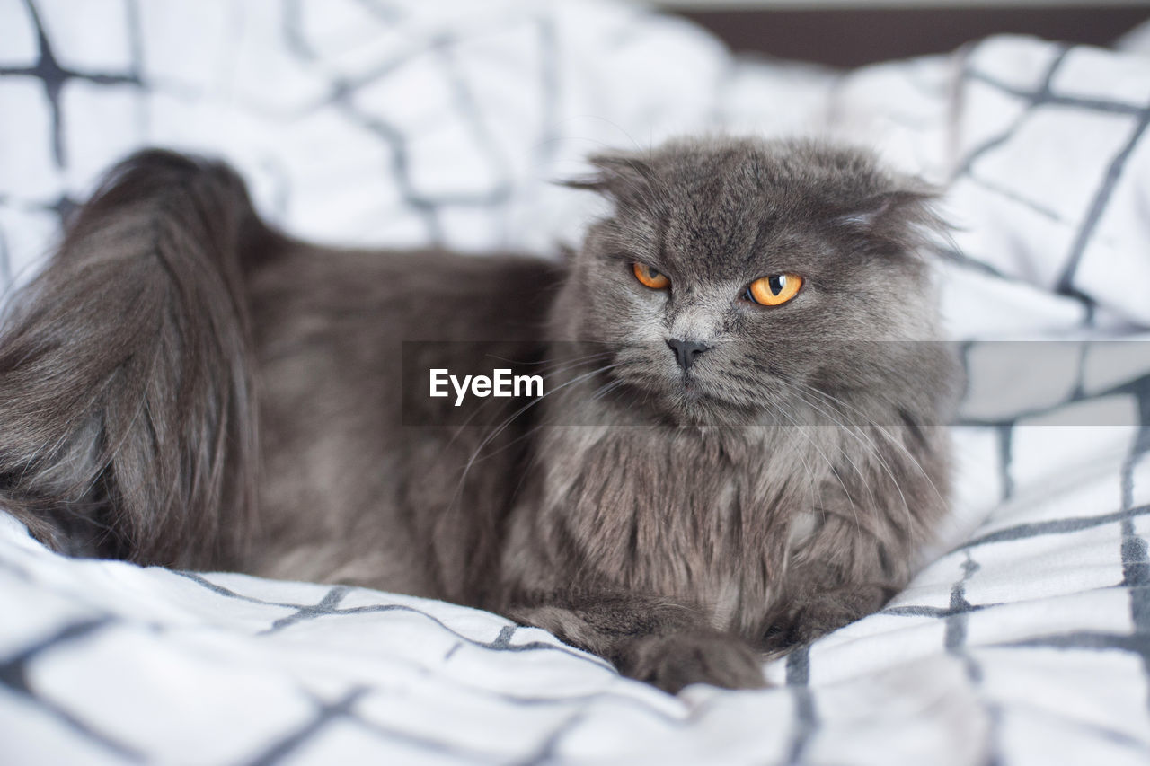 Close-up portrait of a cat