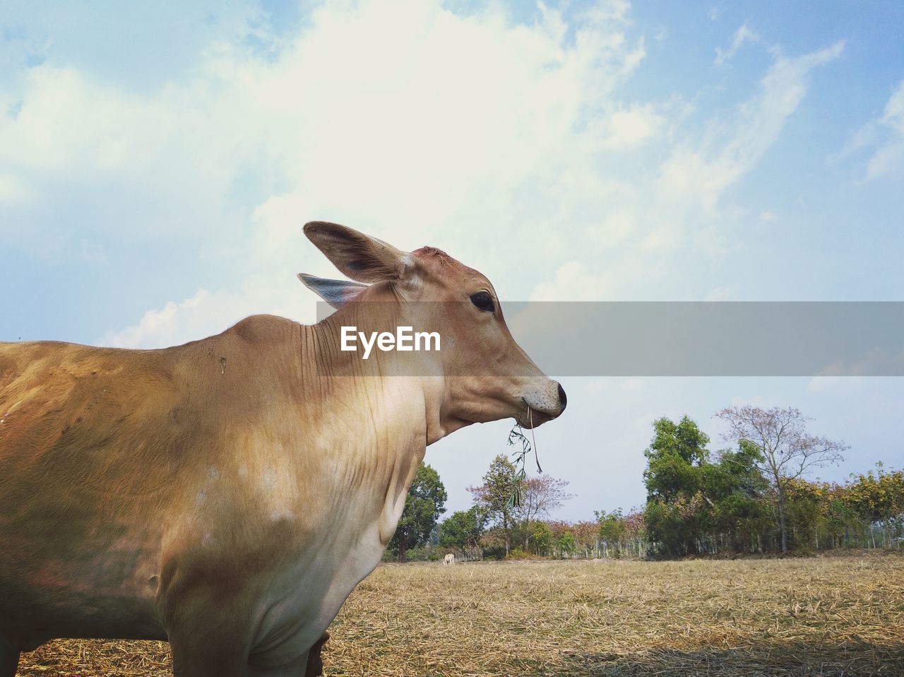 COW STANDING ON FIELD AGAINST SKY