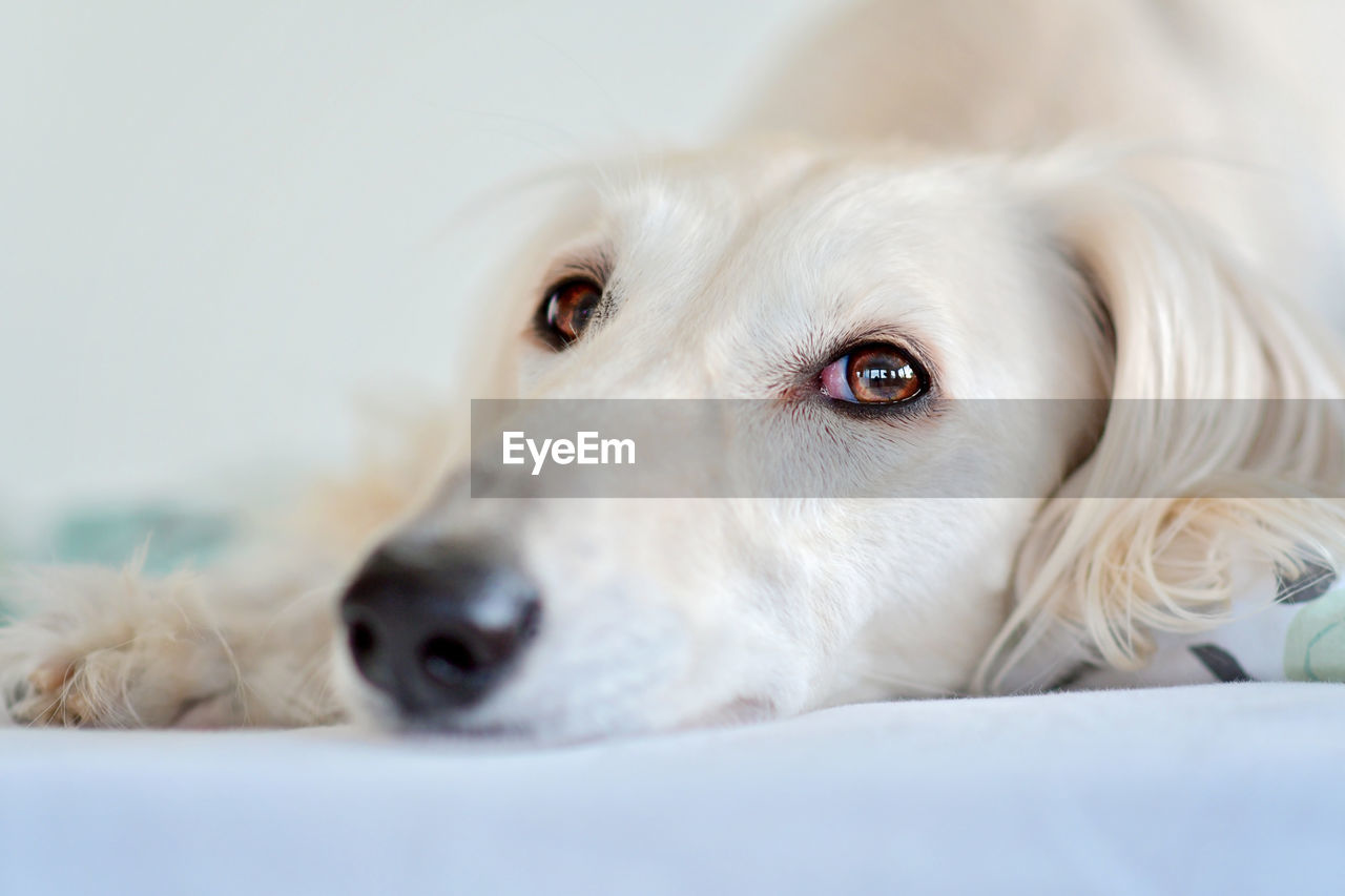 dog, canine, pet, one animal, mammal, animal themes, domestic animals, animal, close-up, puppy, portrait, lying down, retriever, relaxation, cute, white, golden retriever, animal body part, looking at camera, indoors, no people, selective focus, looking, animal head