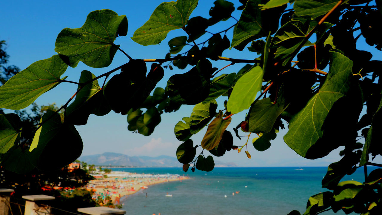 Close-up of tree by sea against sky