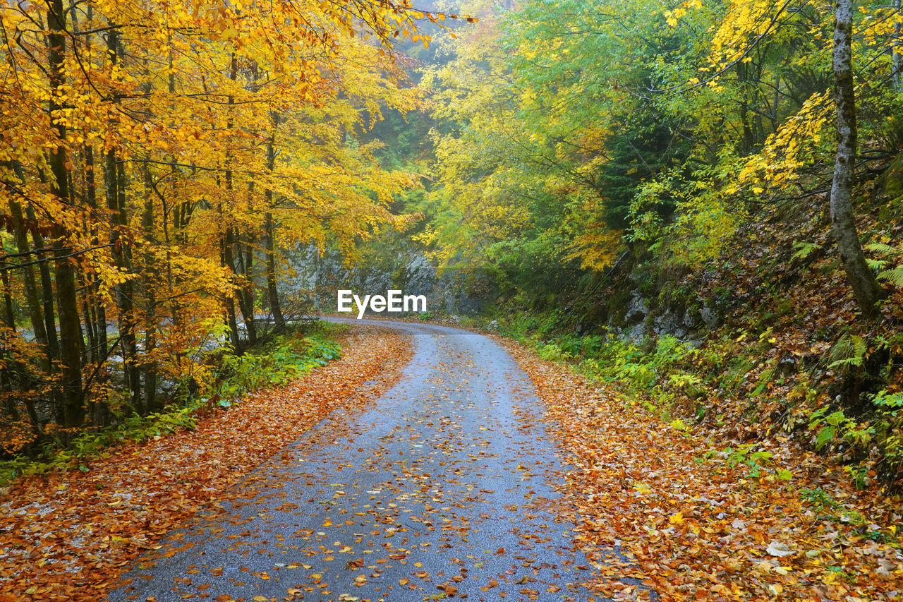 empty road amidst trees in forest during autumn