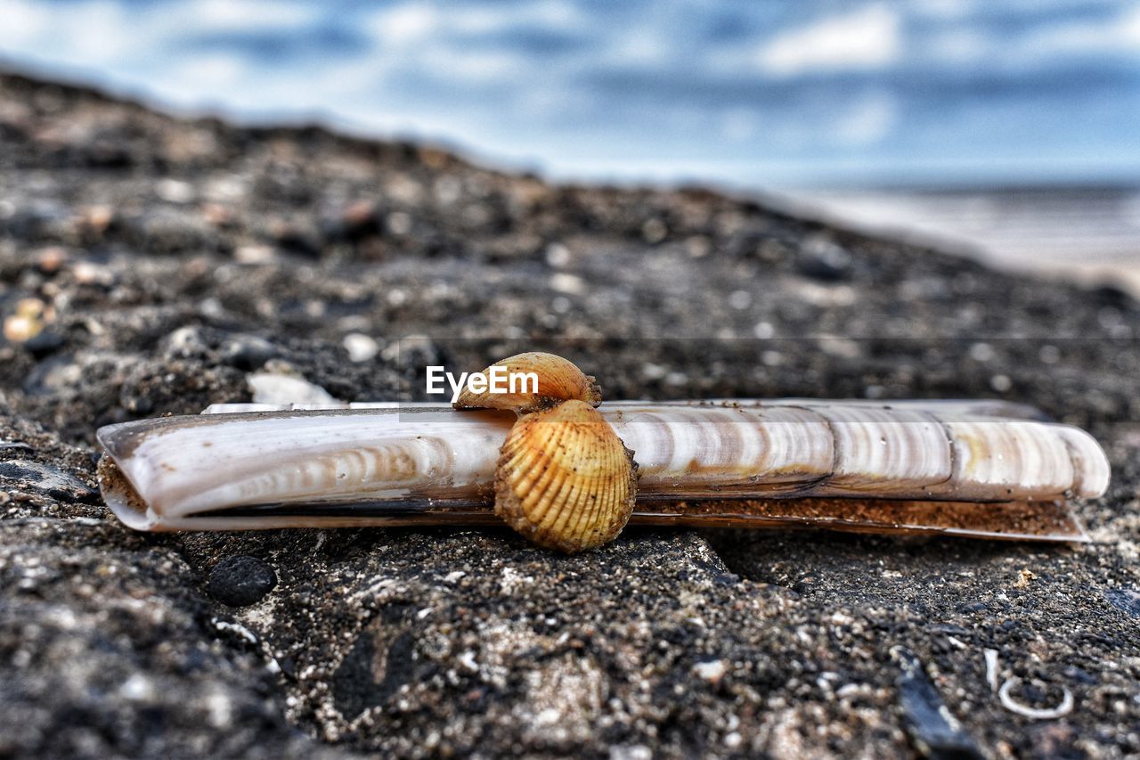 CLOSE-UP OF CIGARETTE ON ROCK