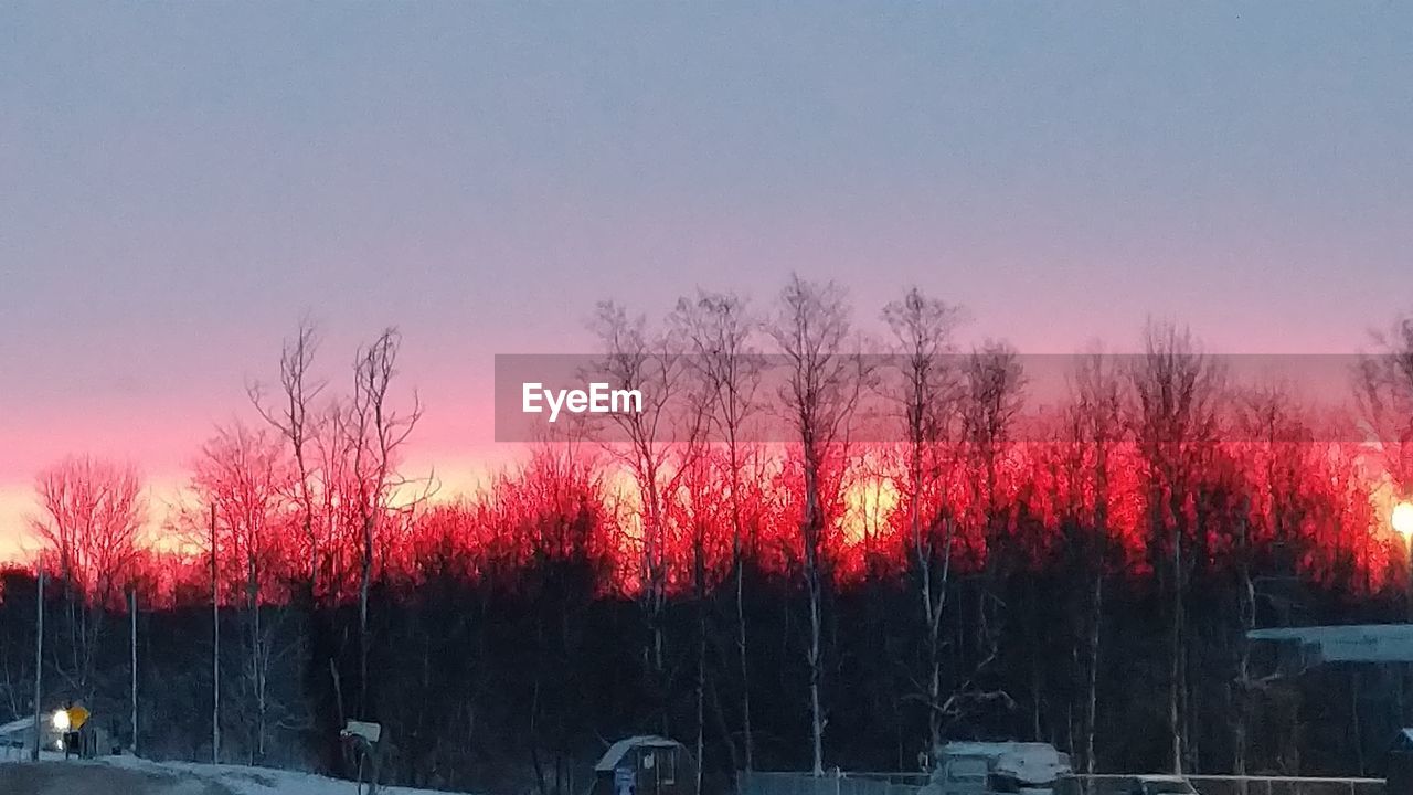 SCENIC VIEW OF TREES DURING SUNSET