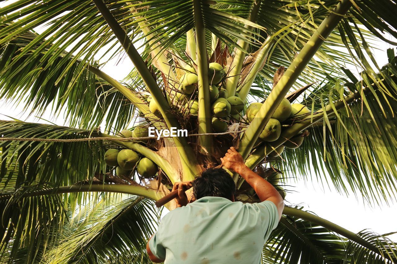 Rear view of man climbing coconut palm tree