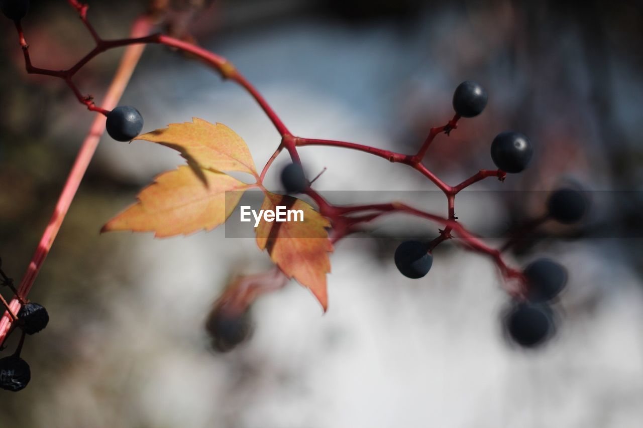 Close-up of blueberry plant