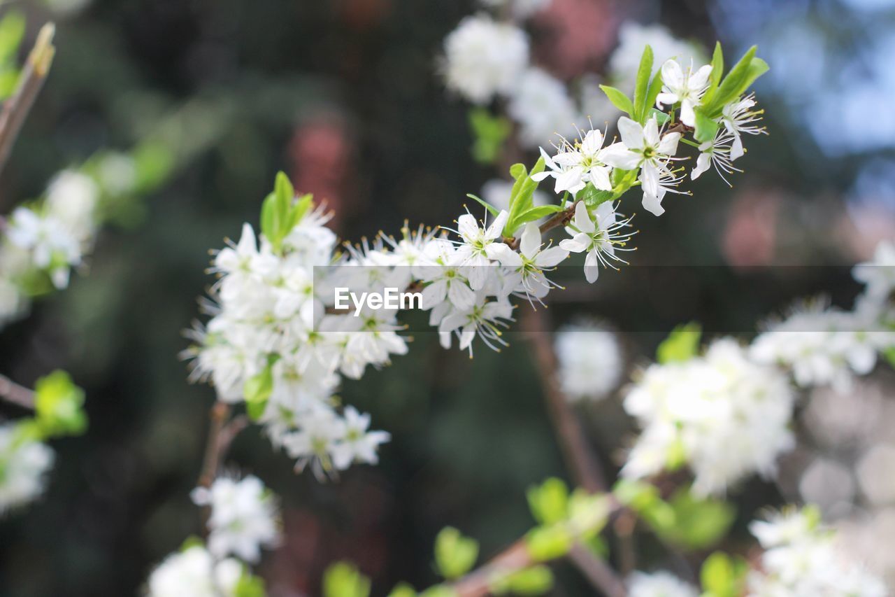 Close-up of white flowering plant