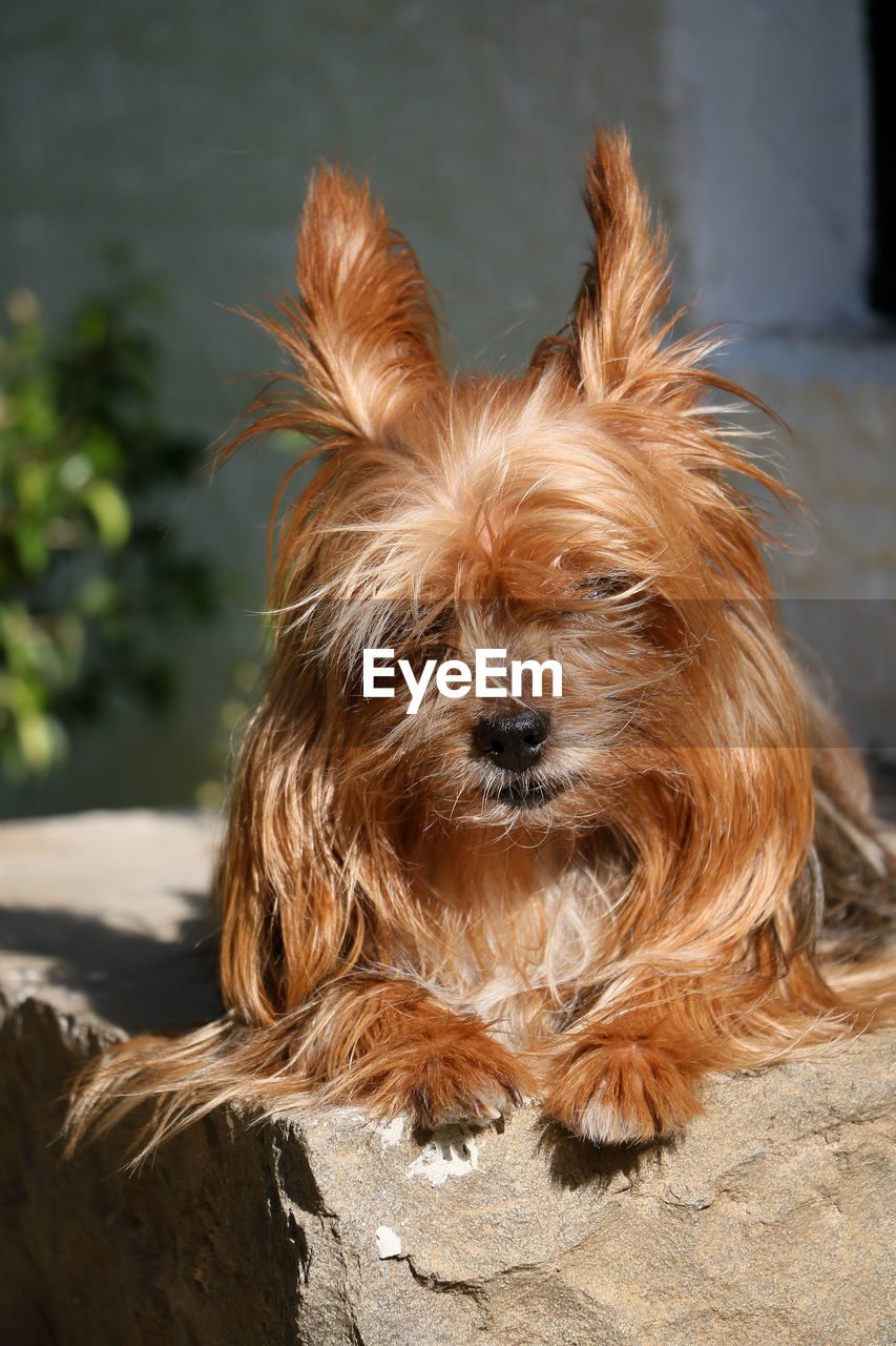 close-up portrait of dog