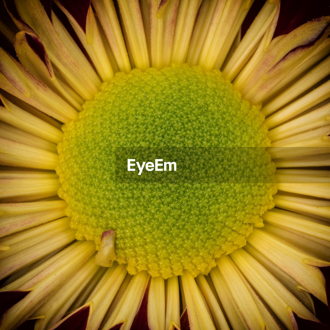 CLOSE UP OF YELLOW FLOWER