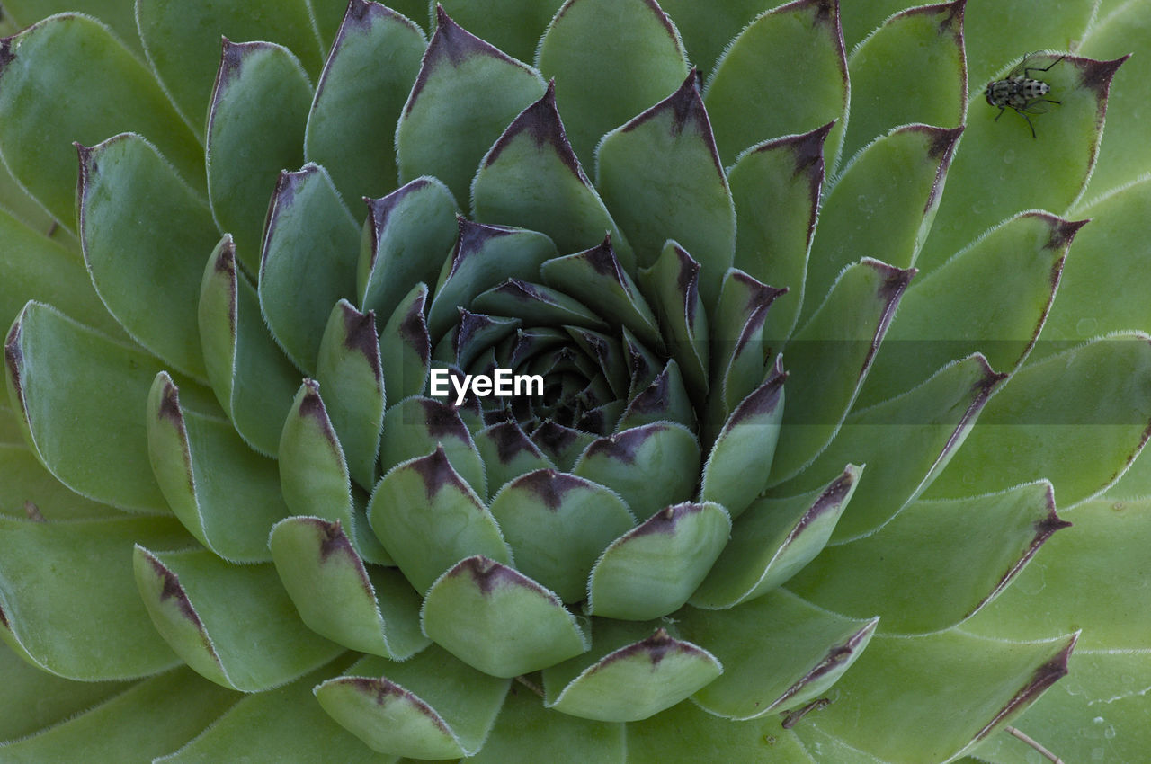 FULL FRAME SHOT OF SUCCULENT PLANTS