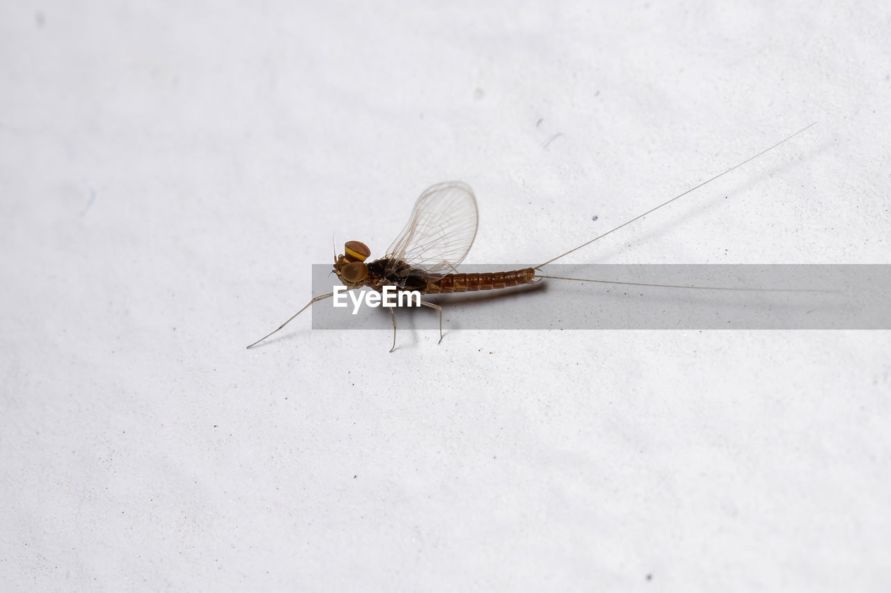 HIGH ANGLE VIEW OF INSECT ON LEAF