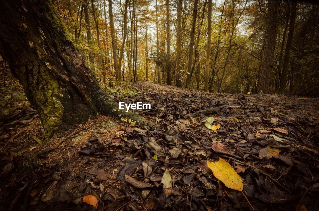 VIEW OF TREES IN FOREST