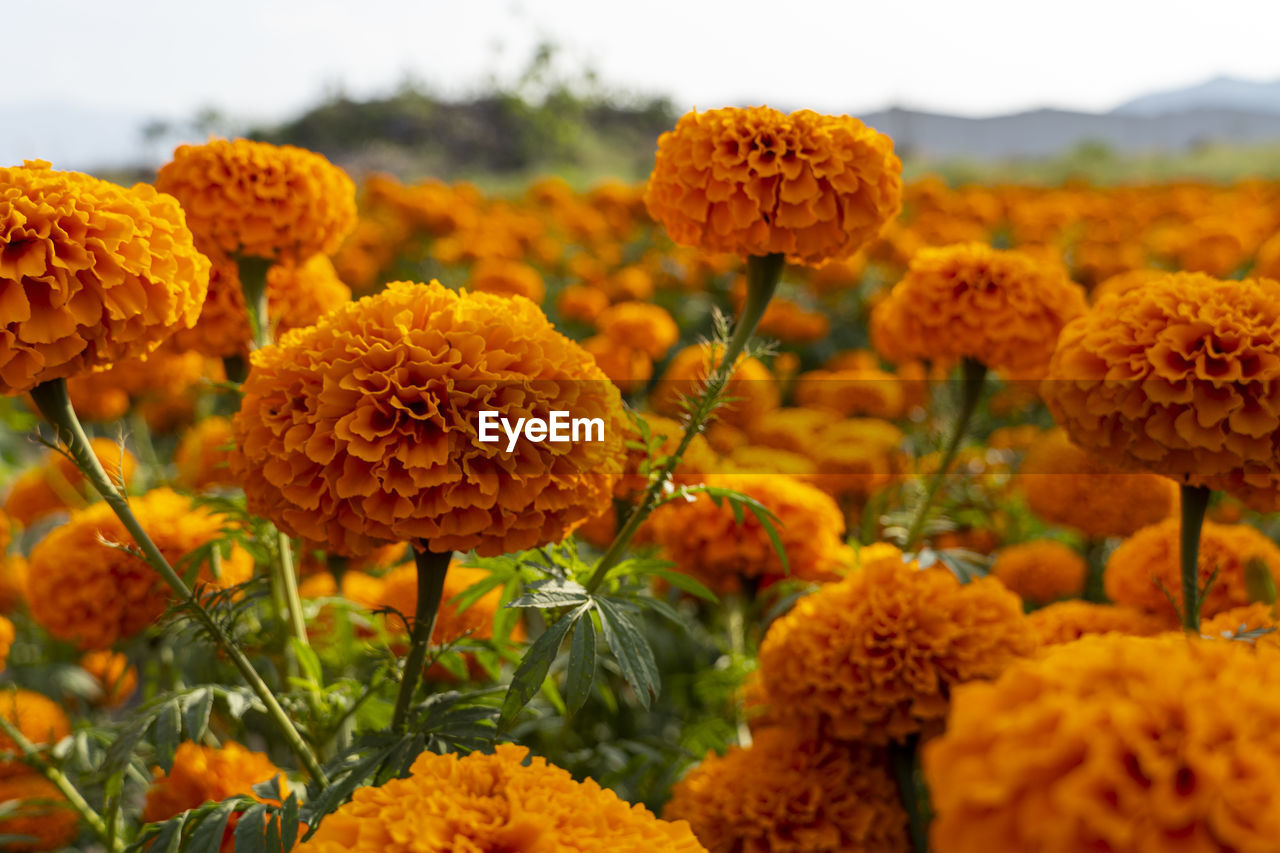 close-up of yellow flowers