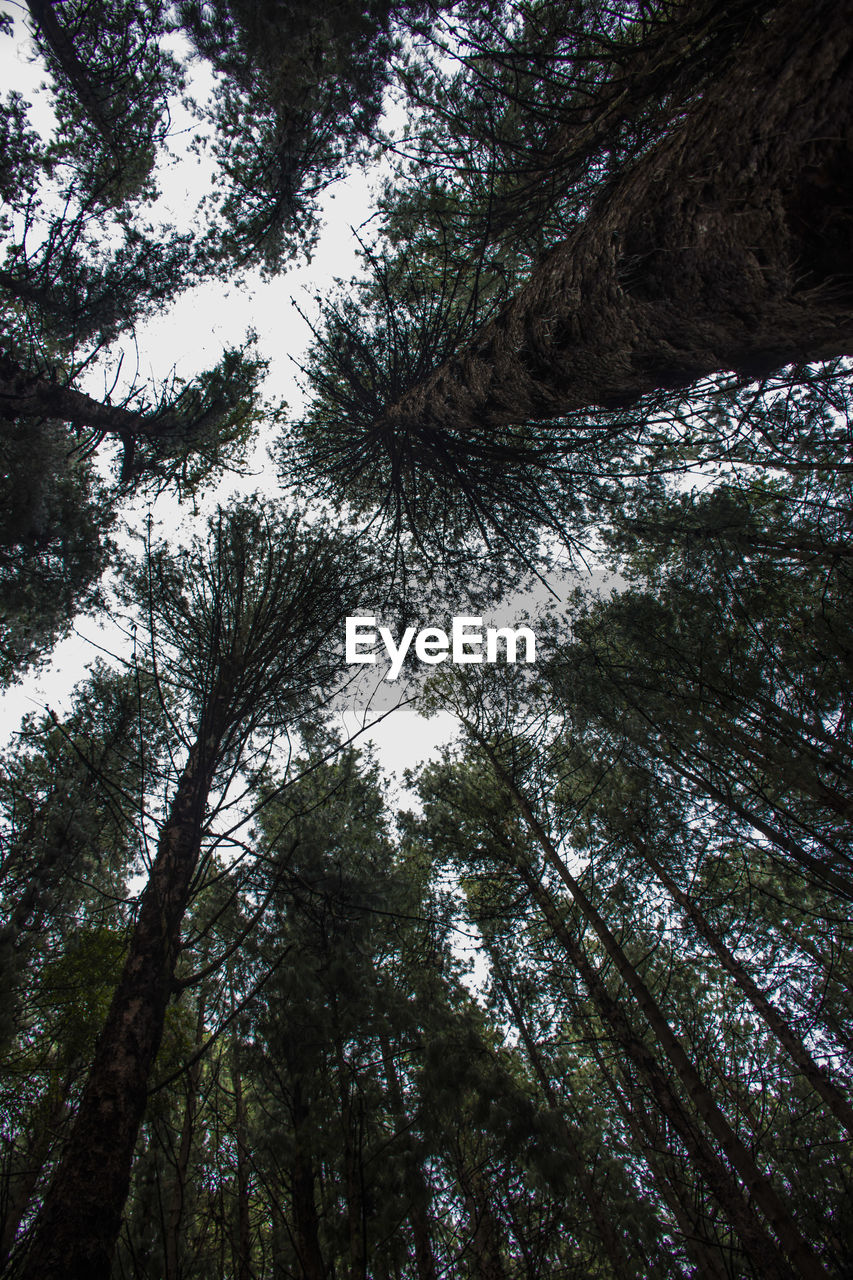 Low angle view of trees against the sky