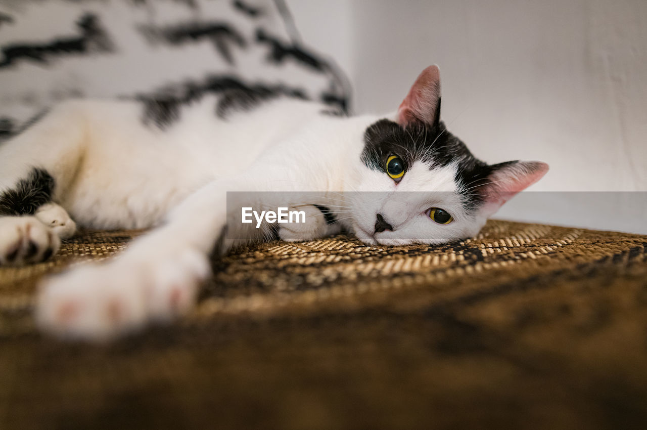 Cat sleeping on fluffy cat bed, selective focus