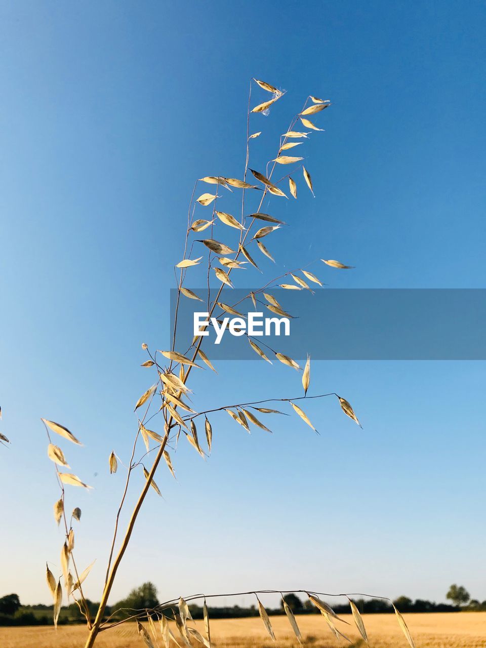 Low angle view of plant against clear blue sky