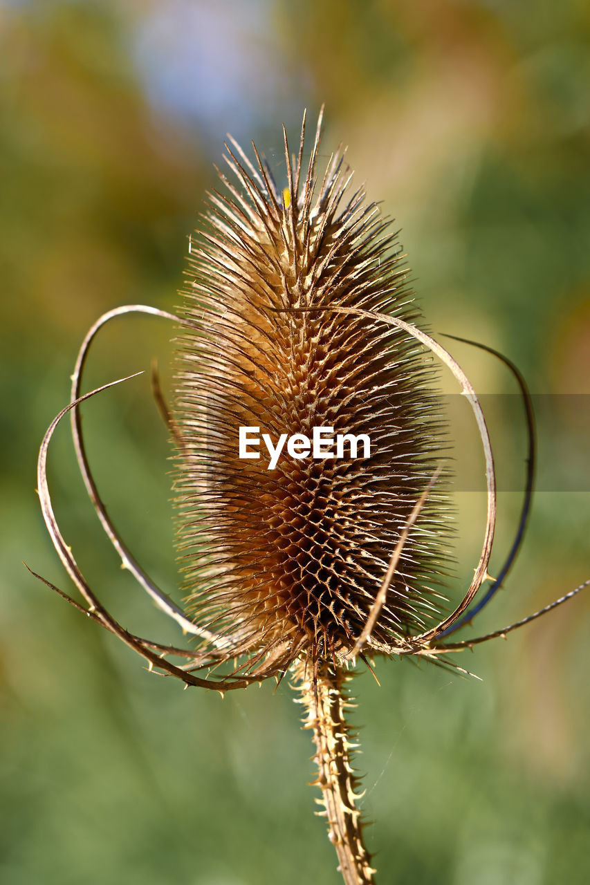 Close-up of dried thistle plant