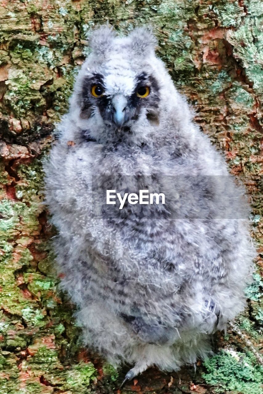 Portrait of young owl on tree in forest