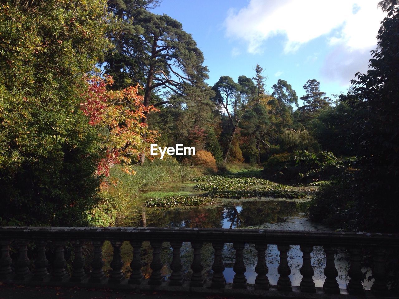 TREES GROWING ON LANDSCAPE