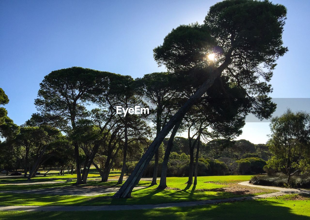 Trees on grass in park against sky