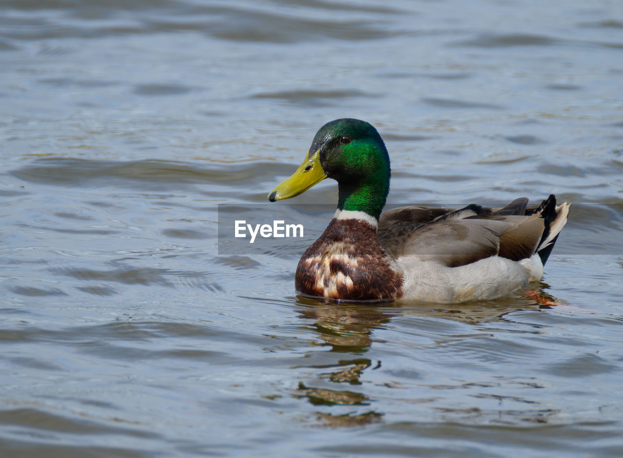 MALLARD DUCK SWIMMING IN LAKE