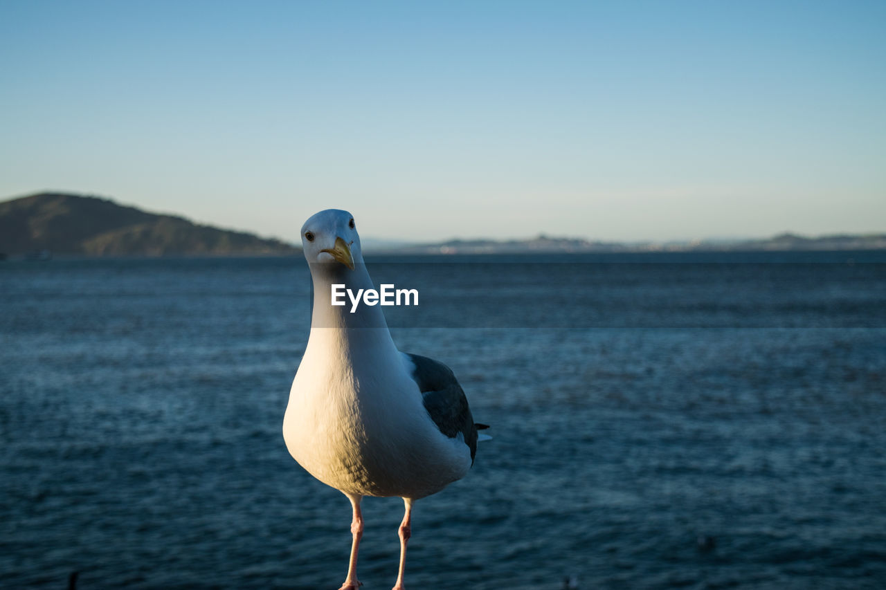 Close-up of seagull perching by sea against clear sky