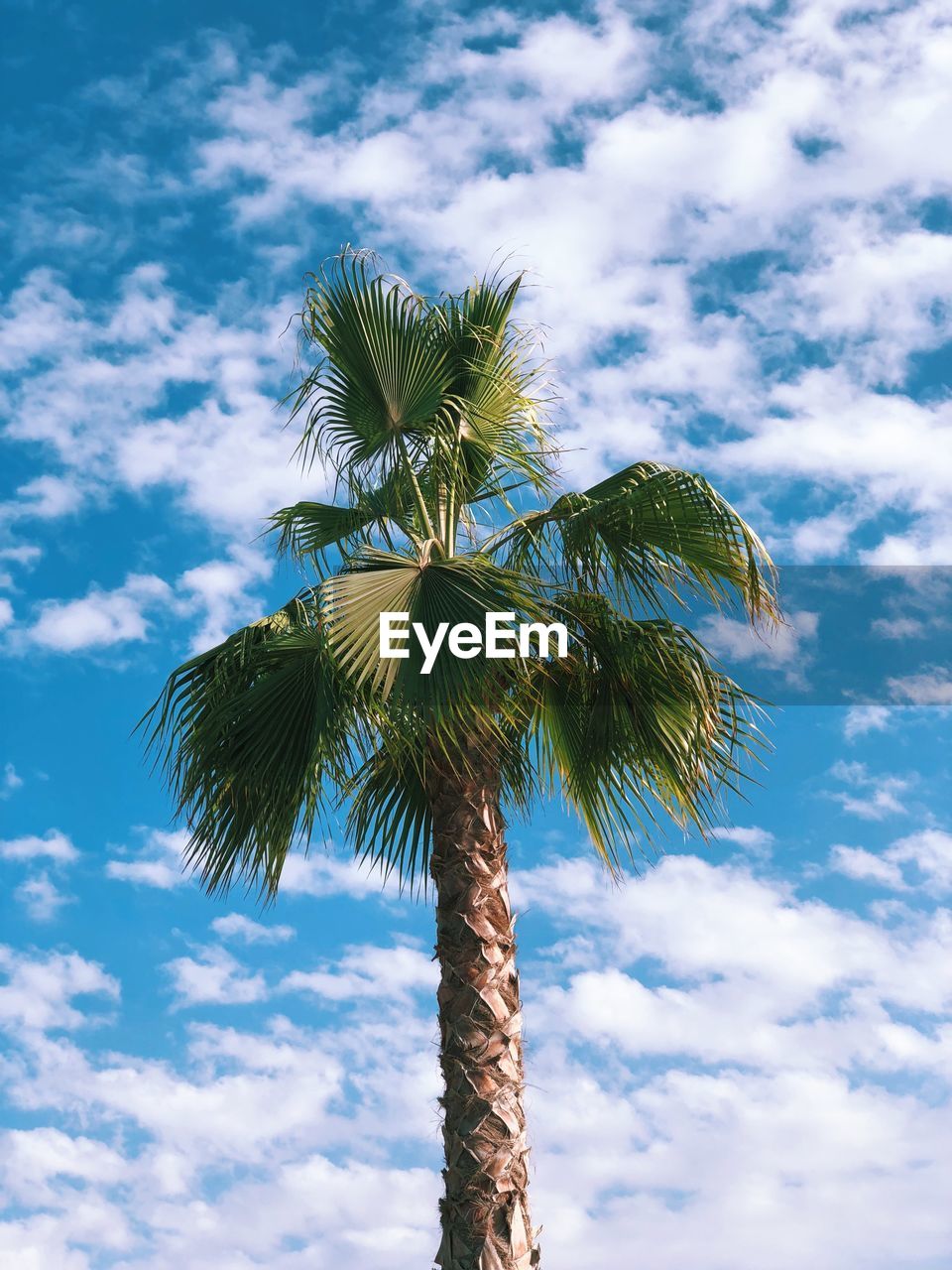 Low angle view of palm tree against sky