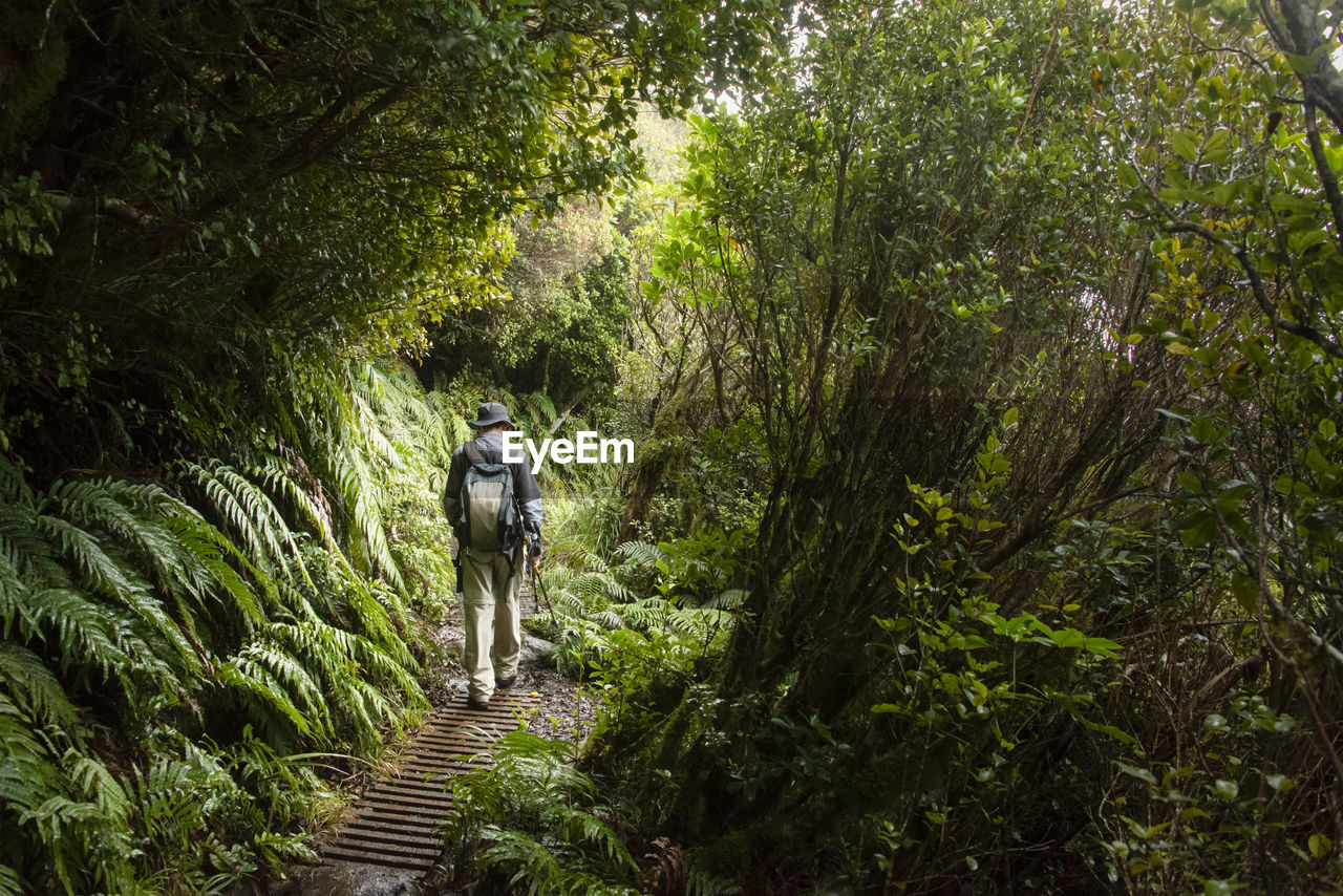 Rear view of man walking on footpath in forest