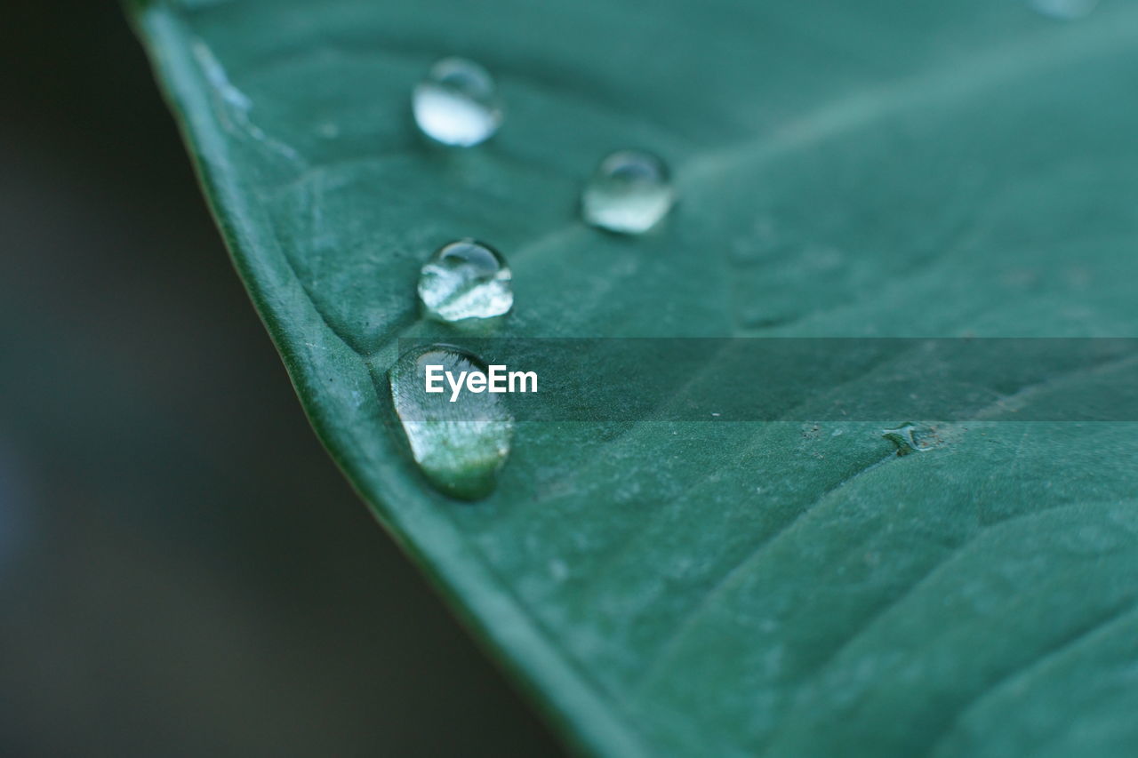 Close-up of raindrops on leaf