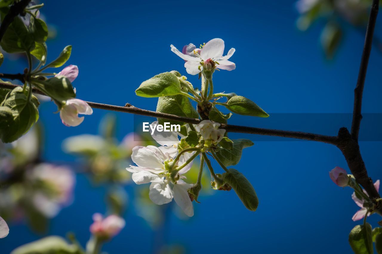 CLOSE-UP OF CHERRY BLOSSOMS AGAINST SKY