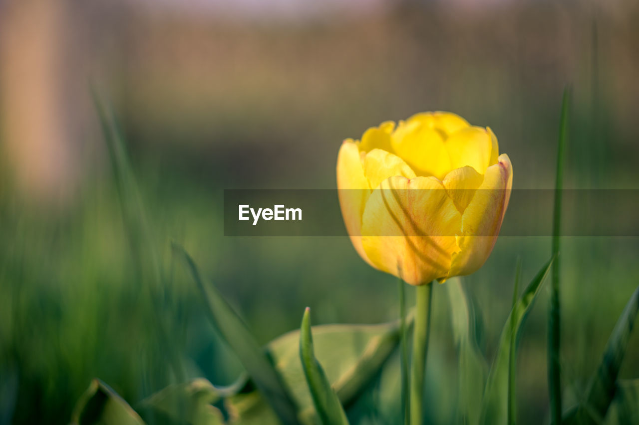 YELLOW FLOWER AGAINST BLURRED BACKGROUND