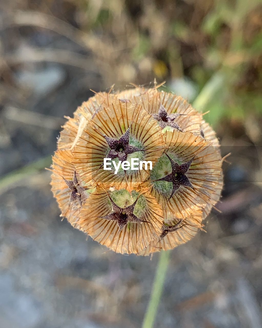 HIGH ANGLE VIEW OF DRIED FLOWER ON FIELD