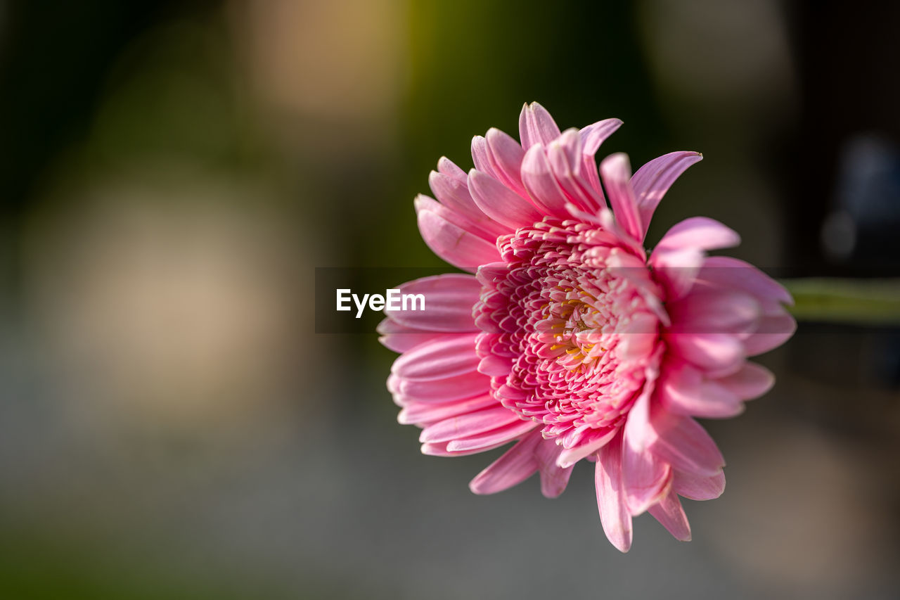 flower, flowering plant, plant, freshness, beauty in nature, pink, flower head, petal, close-up, fragility, inflorescence, macro photography, nature, blossom, focus on foreground, pollen, plant stem, growth, no people, springtime, outdoors, selective focus, magenta, botany