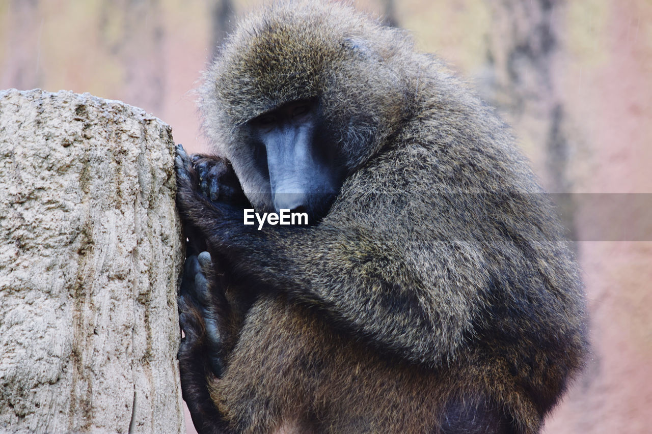 Close-up of monkey sleeping on tree