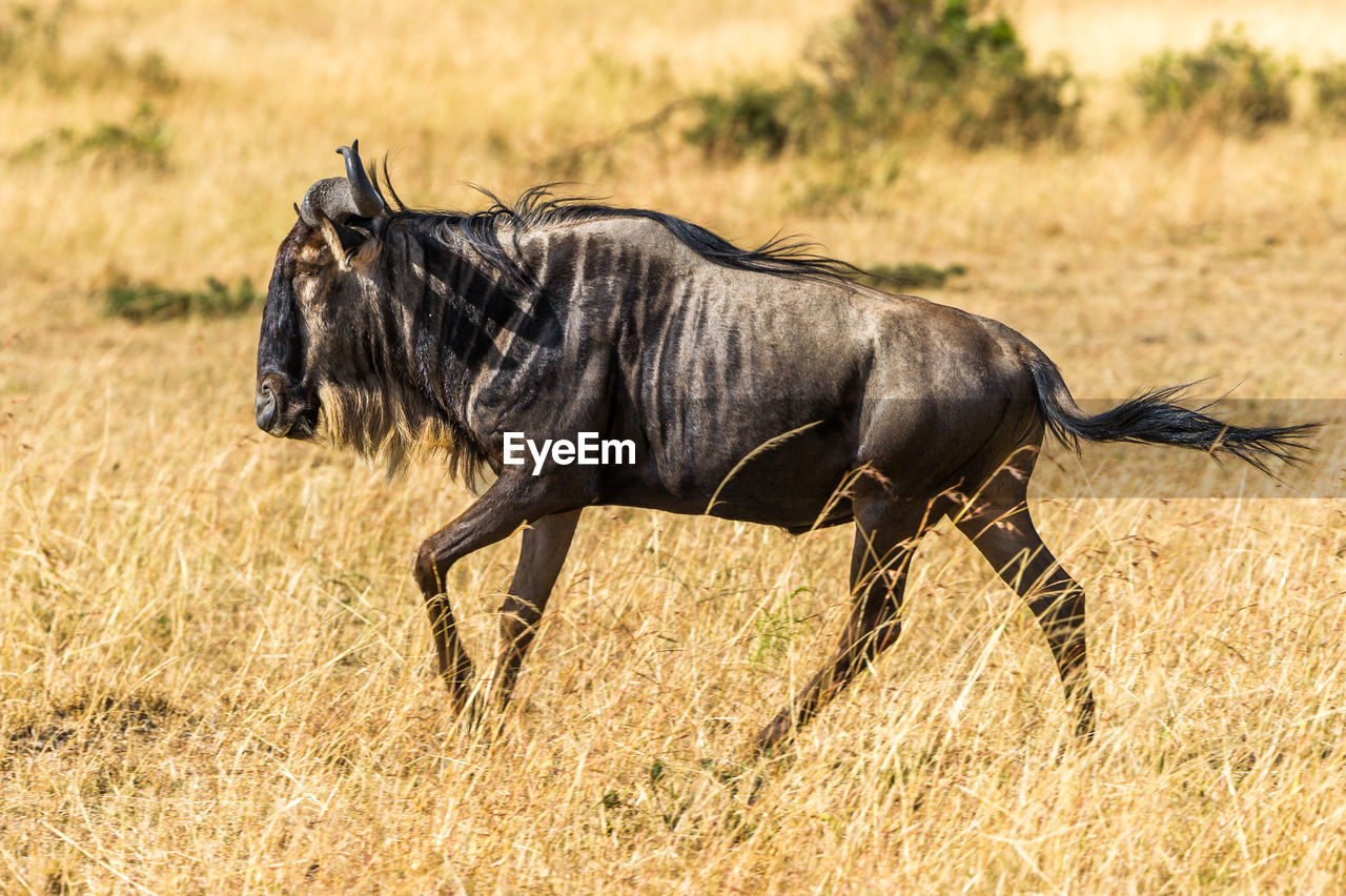 Wildebeest on field