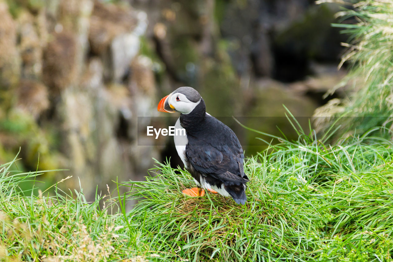 High angle view of puffin perching on plant