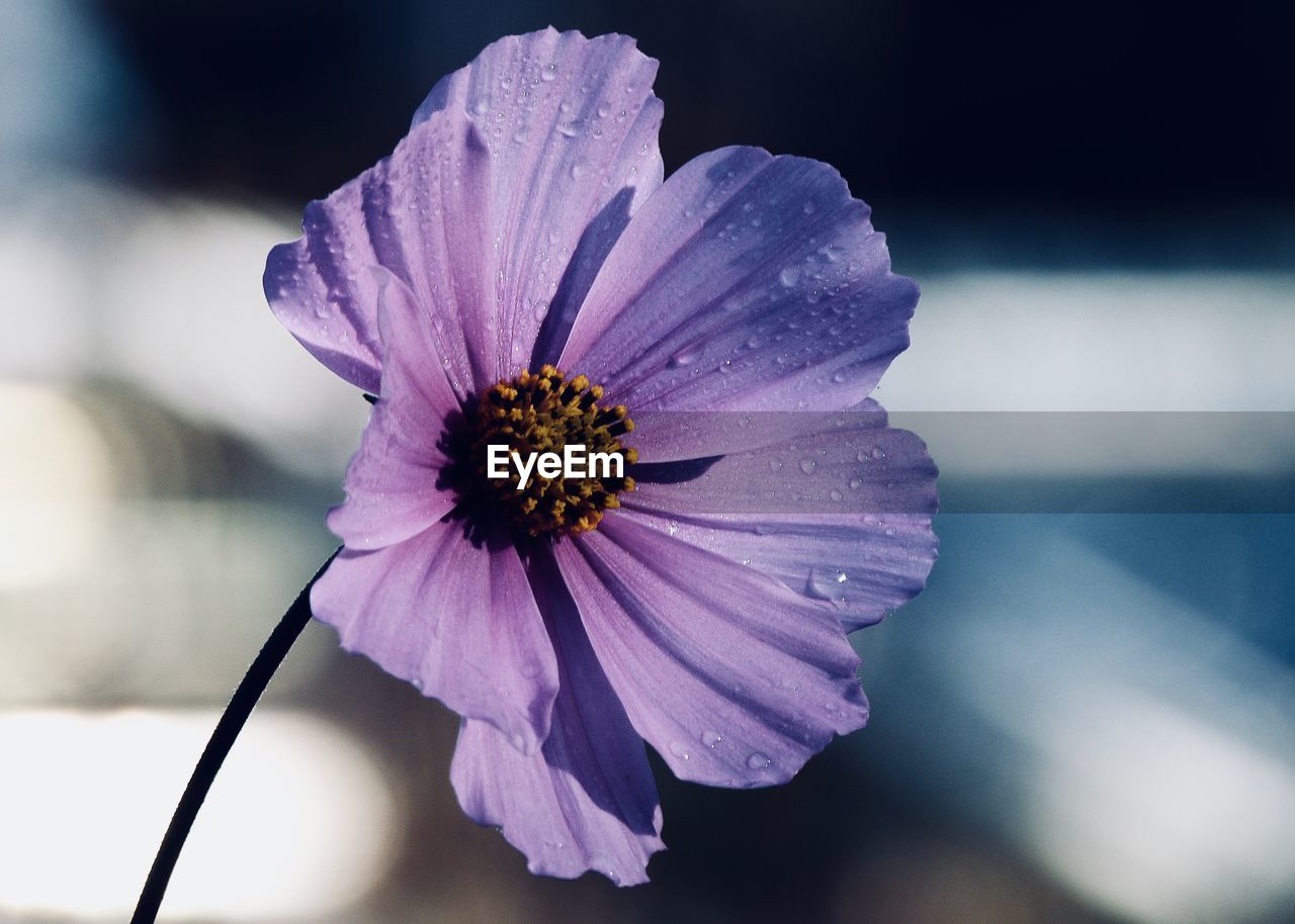 Close-up of purple flower