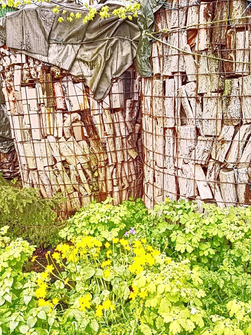 YELLOW FLOWERS GROWING ON A WALL