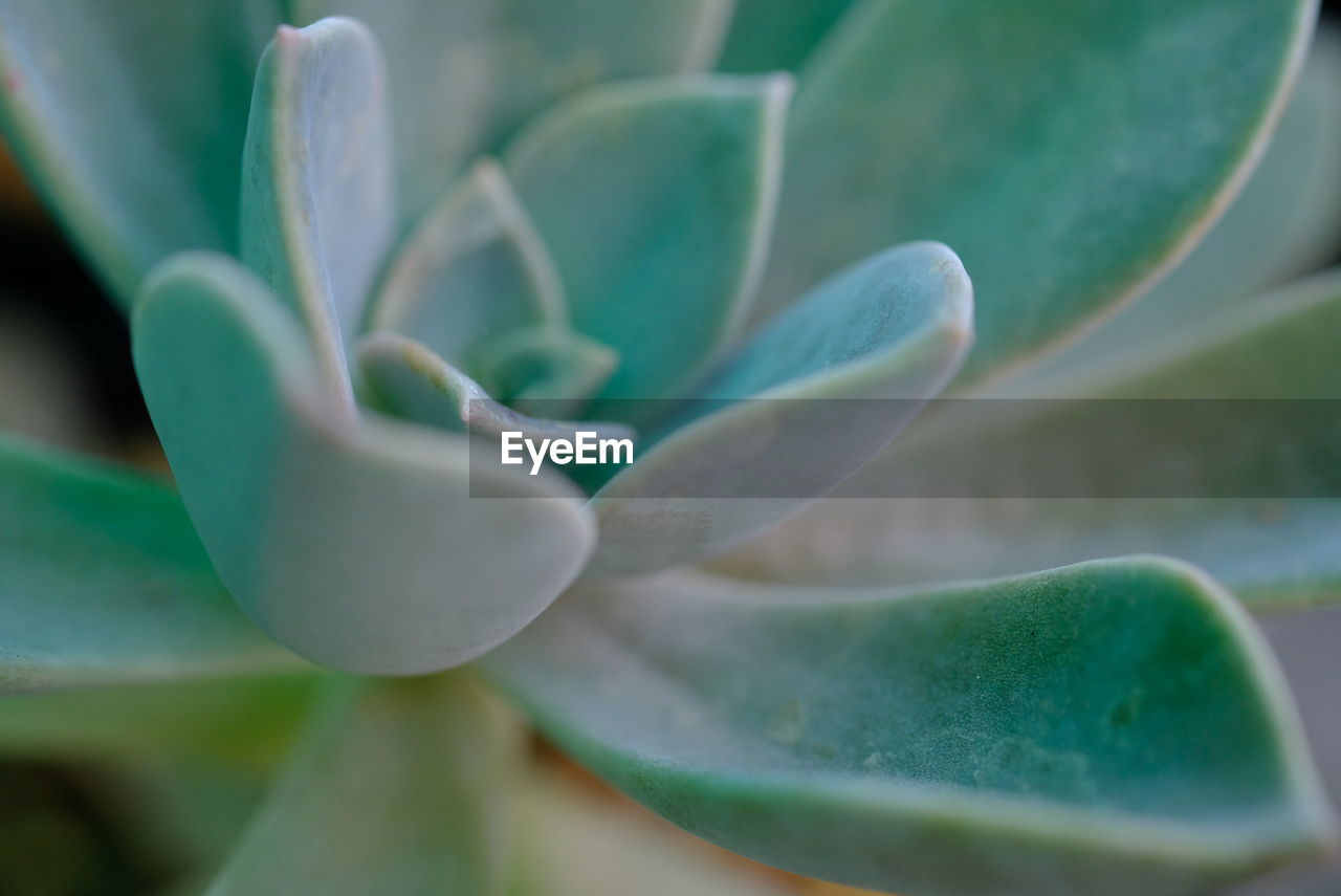 Close-up of succulent plant