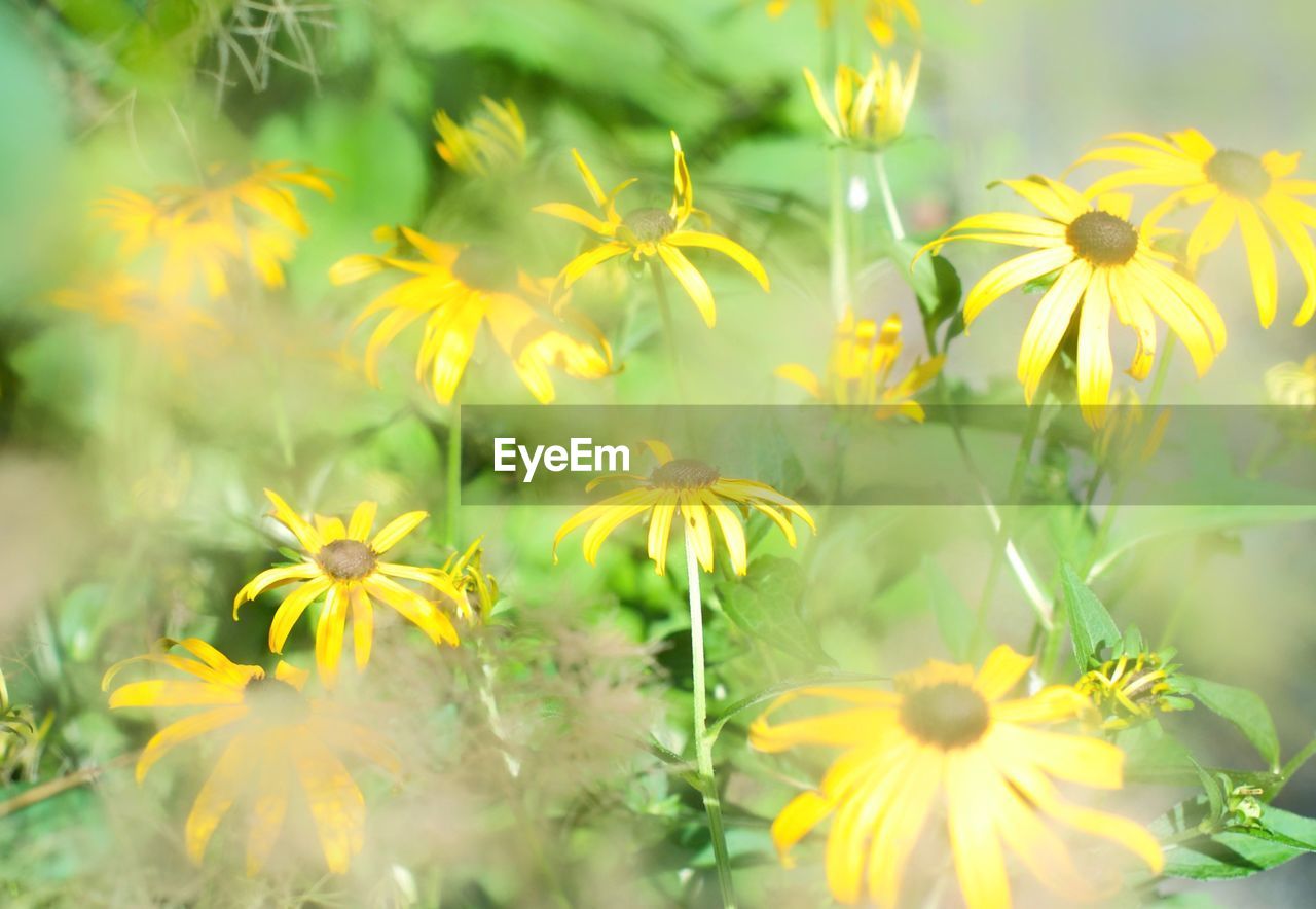 Close-up of yellow flowering plants on field