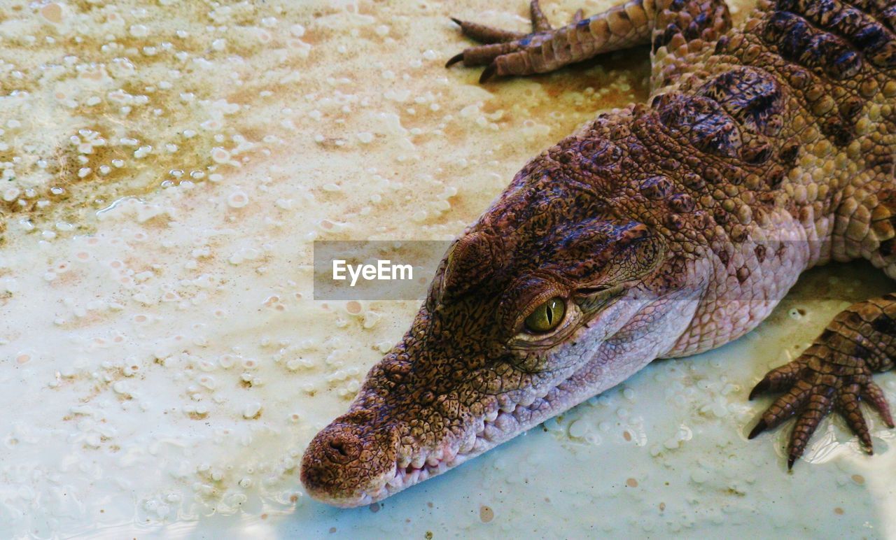 High angle view of crocodile
