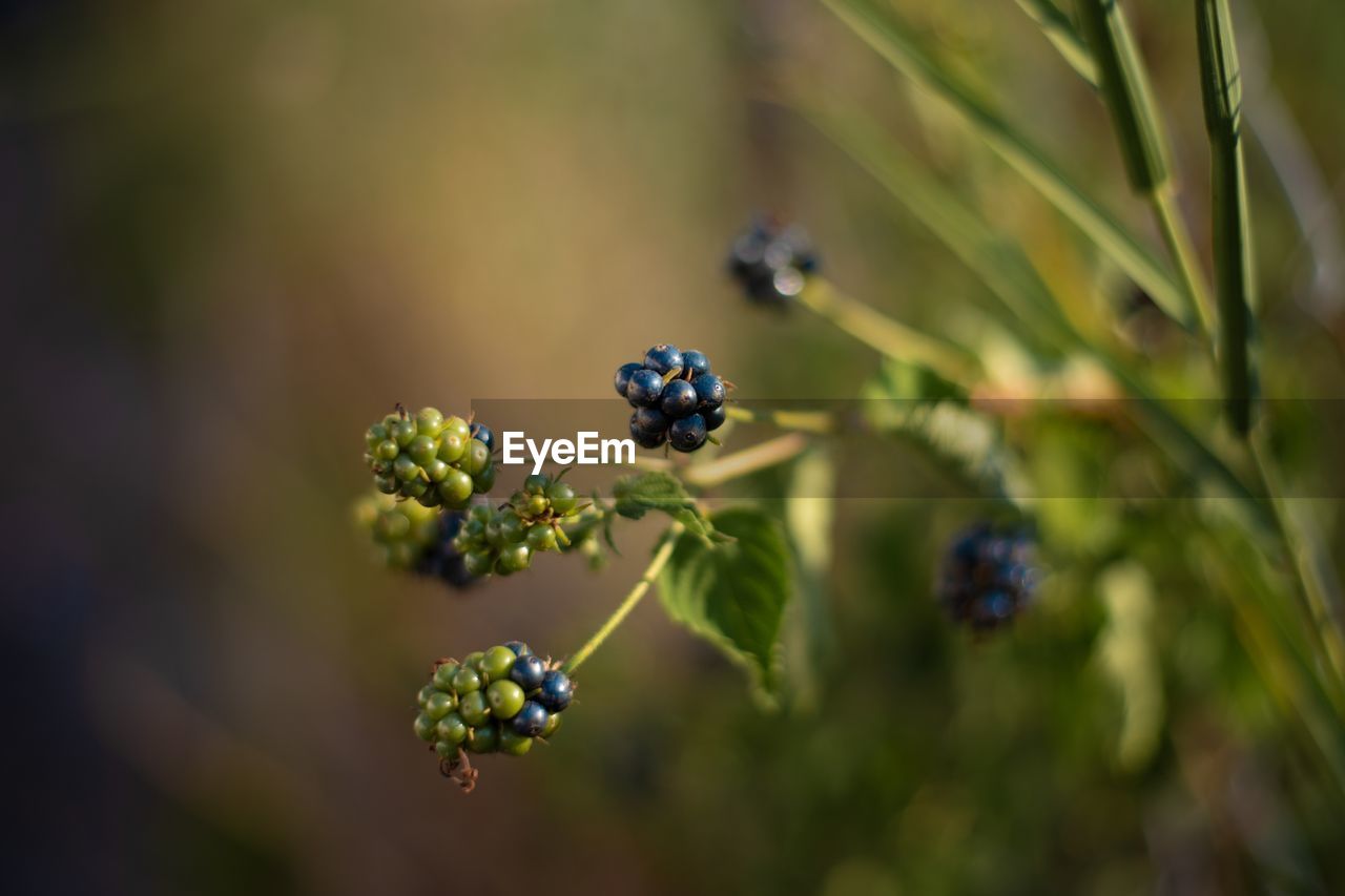 Close-up of berries growing on plant